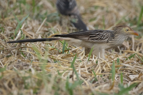 Guira Cuckoo