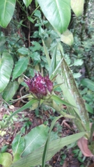 Elleanthus capitatus