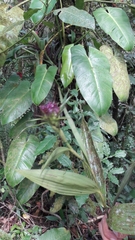 Elleanthus capitatus