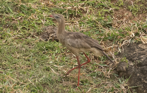 Red-legged Seriema
