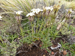 Silene chilensis