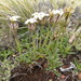 Silene chilensis - Photo (c) danplant, algunos derechos reservados (CC BY-NC), subido por danplant