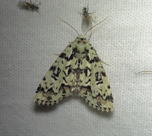 Scarce Merveille du Jour