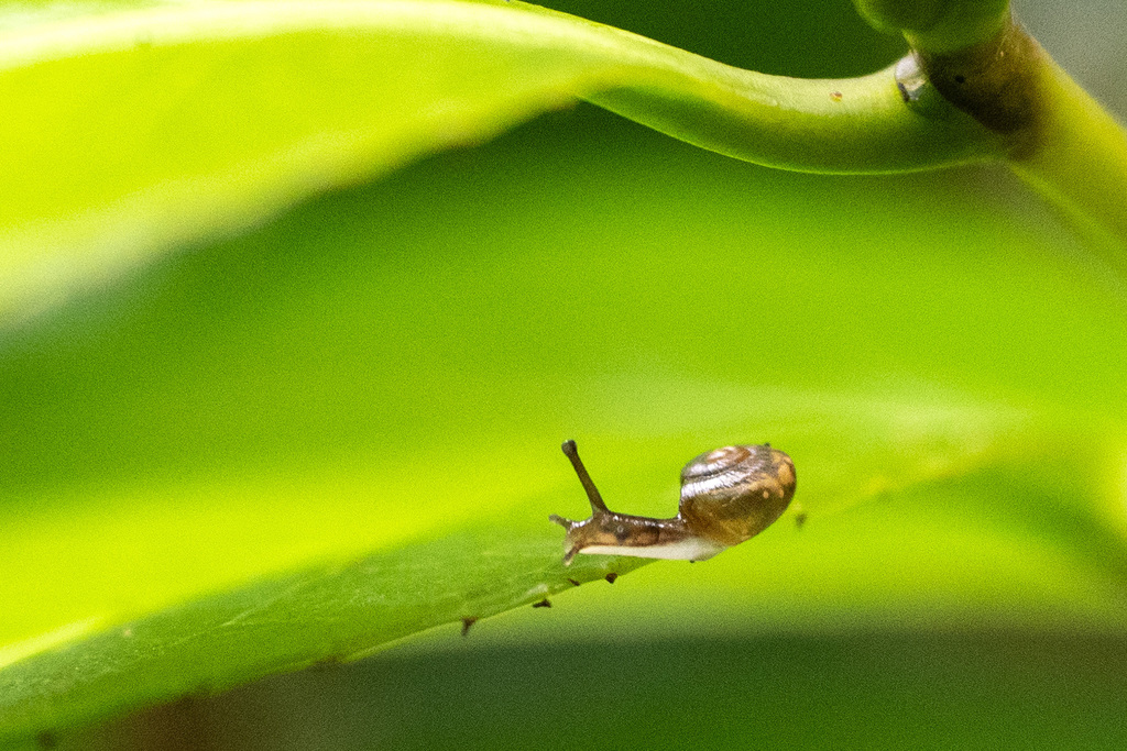 Lesser Leptaxis