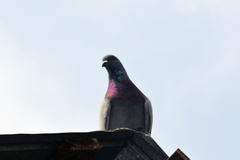 Columba livia domestica