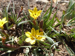 Sisyrinchium laetum
