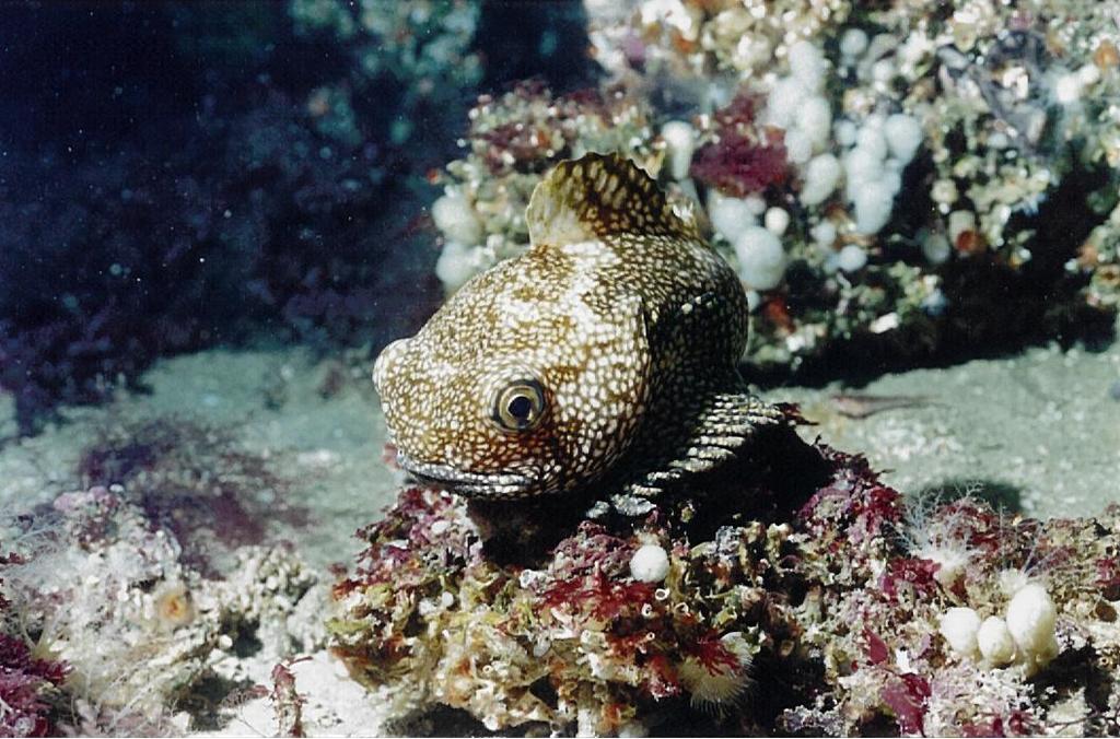 Dark Toadfish