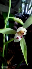 Cymbidium lancifolium, photograph author not stated, no rights reserved