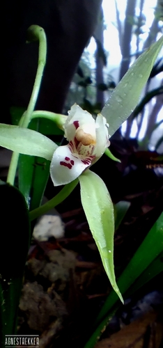 Cymbidium lancifolium, photograph 5