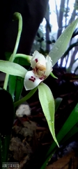 Cymbidium lancifolium, photograph author not stated, no rights reserved