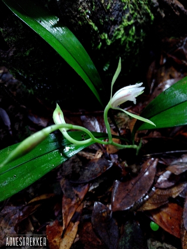Cymbidium lancifolium, photograph 6