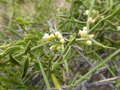 Retanilla patagonica