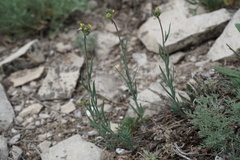 Linaria simplex
