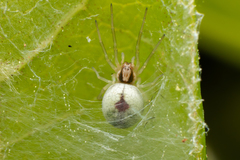 Nigma puella