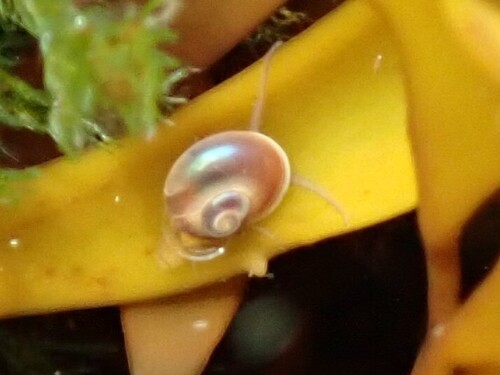 Margarites helicinus observed 2026-06-06