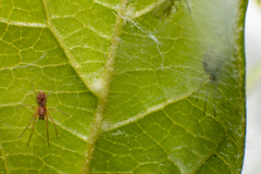 Nigma puella