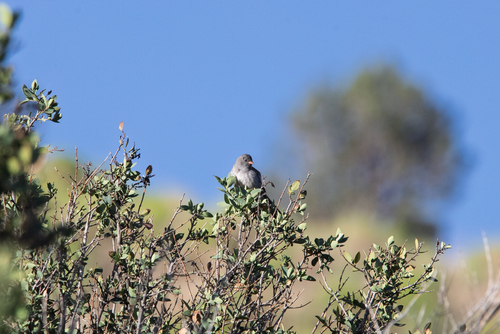 Black-chinned Sparrow
