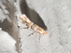 Phyllonorycter mariaeella