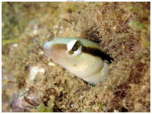 Aspidontus dussumieri observed 2026-06-06