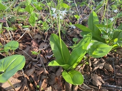 Clintonia udensis, photograph (c) Anastasia Balaeva, some rights reserved (CC BY)