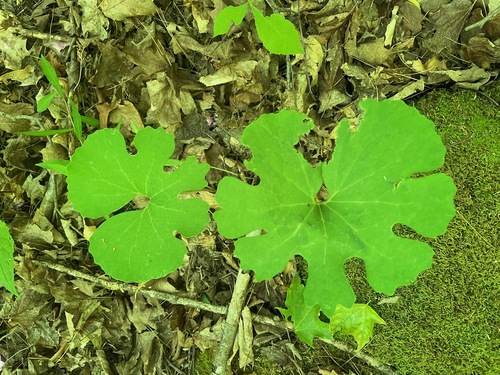 sanguinaria
