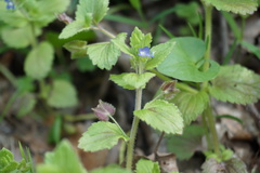 Veronica crista-galli