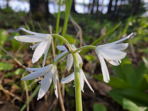 Clintonia udensis, photograph 6
