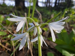 Clintonia udensis, photograph (c) Anastasia Balaeva, some rights reserved (CC BY)
