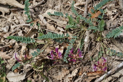 Astragalus brachycarpus