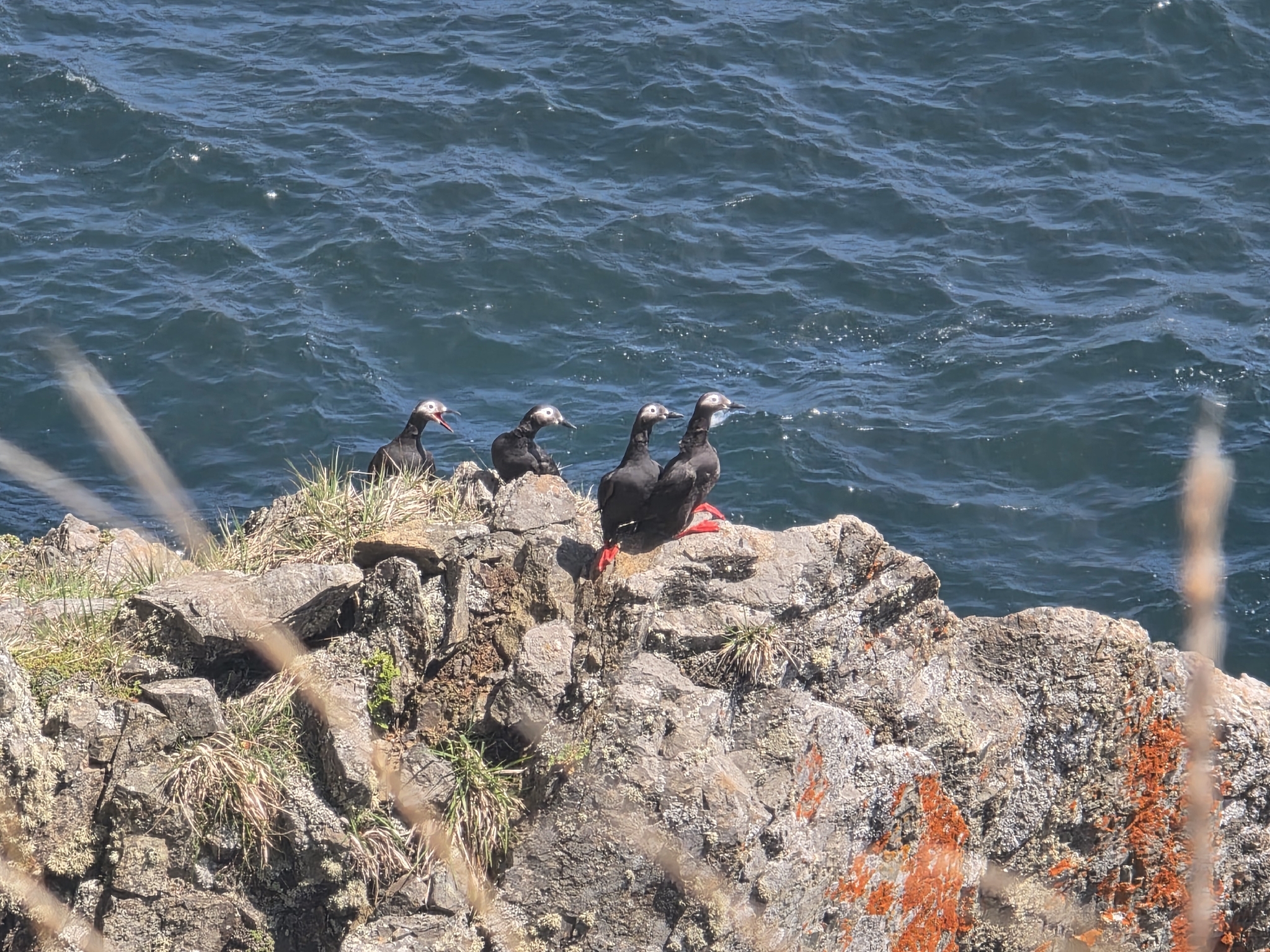 Spectacled Guillemot (Cepphus carbo), photo 4