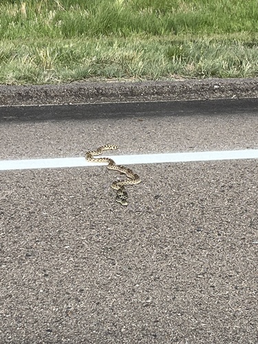 Gopher Snake