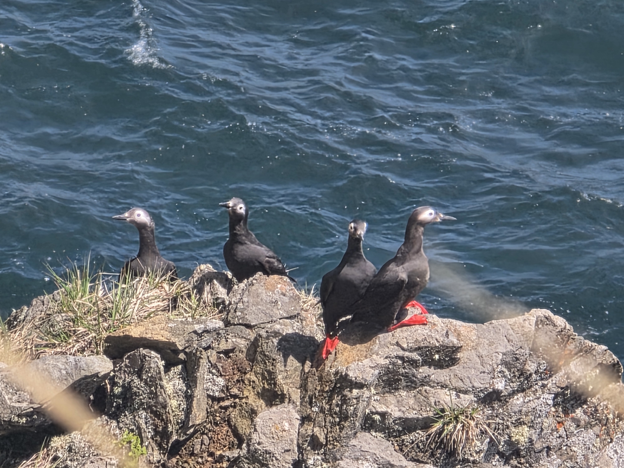 Spectacled Guillemot (Cepphus carbo), photo 5