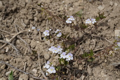Veronica peduncularis