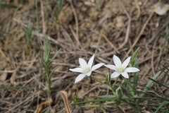 Ornithogalum sintenisii