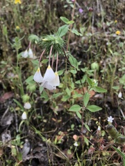 Leptosiphon montanus