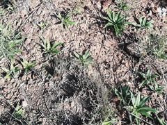 Chlorophytum crispum