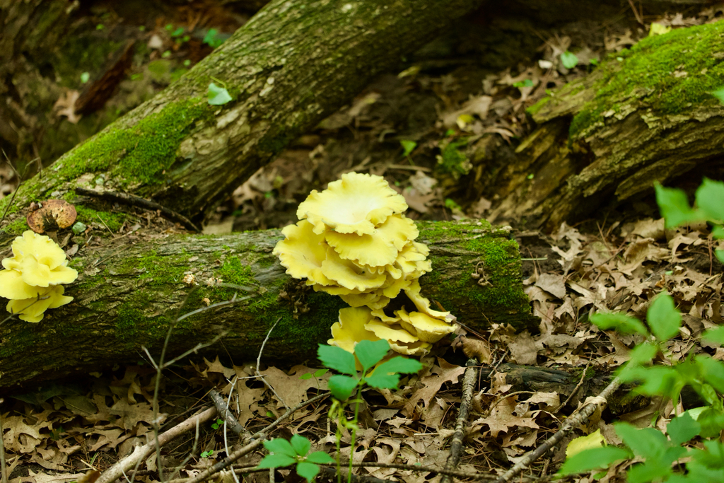 Golden Oyster Mushroom · June 2026 · photo: Photo: no rights reserved · iNaturalist