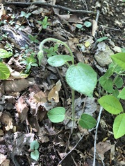 Matelea carolinensis