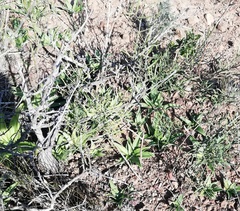 Chlorophytum crispum