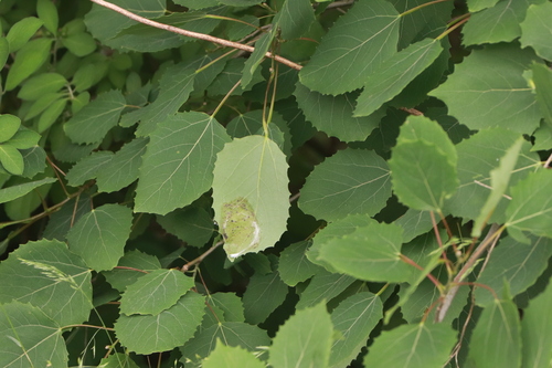 Bigtooth Aspen