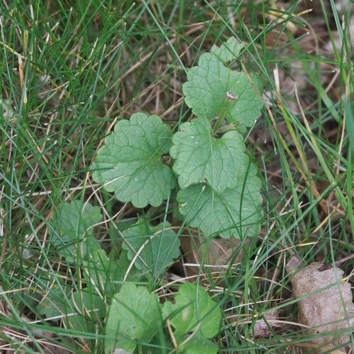 ground-ivy