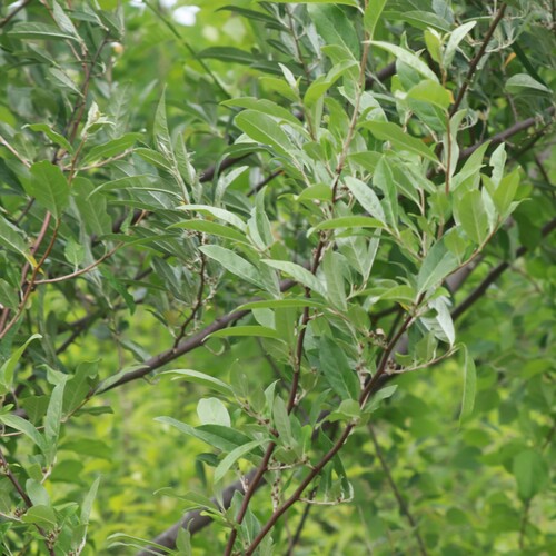 autumn olive