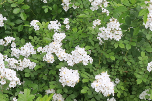 multiflora rose