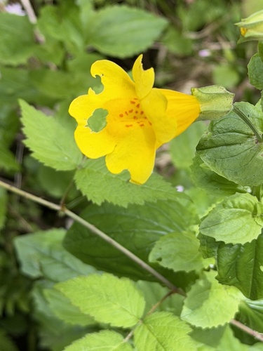 Erythranthe decora, photograph 1