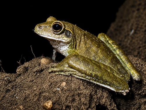 Chaco Tree Frog