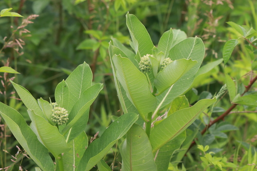 common milkweed