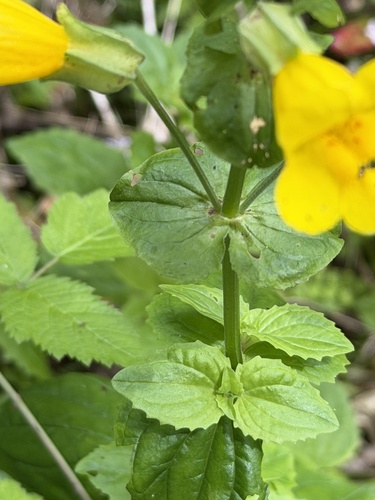 Erythranthe decora, photograph 2