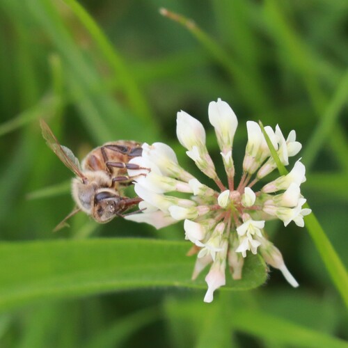 Bee