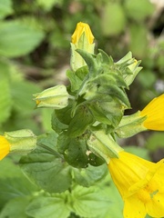 Erythranthe decora, photograph (c) Bruce Bailey, some rights reserved (CC BY)