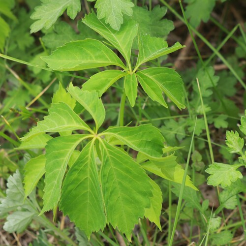 Virginia creeper